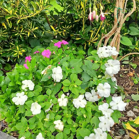 La Casita De Flores Vakantiehuis Monte Miravalles