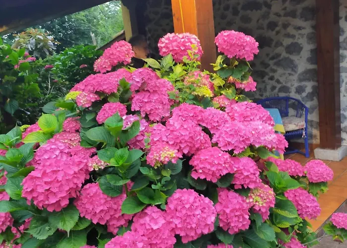 La Casita De Flores *